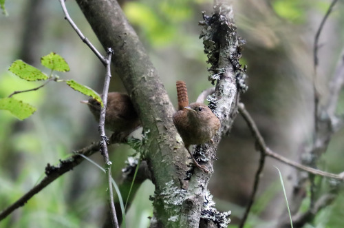 Eurasian wren/gärdsmyg.