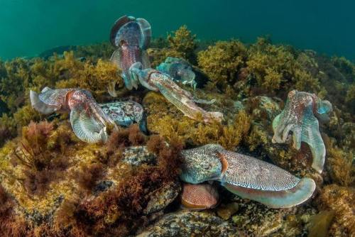 oceansoftheworld: (Photo by Justin Gilligan/Info) The giant cuttlefish or Australian giant cuttlefis