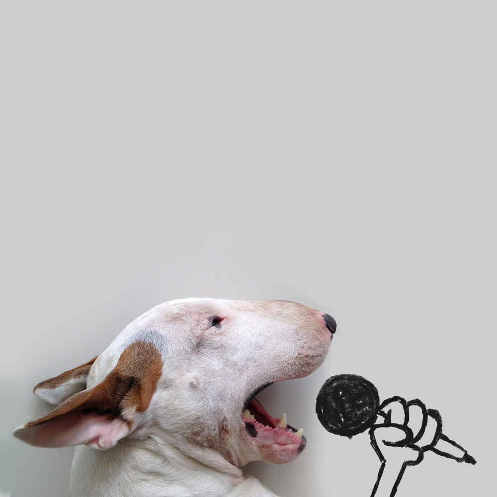 huffingtonpost:Dog Owner Draws His Bull Terrier Into The Kind Of Adventures A Dog