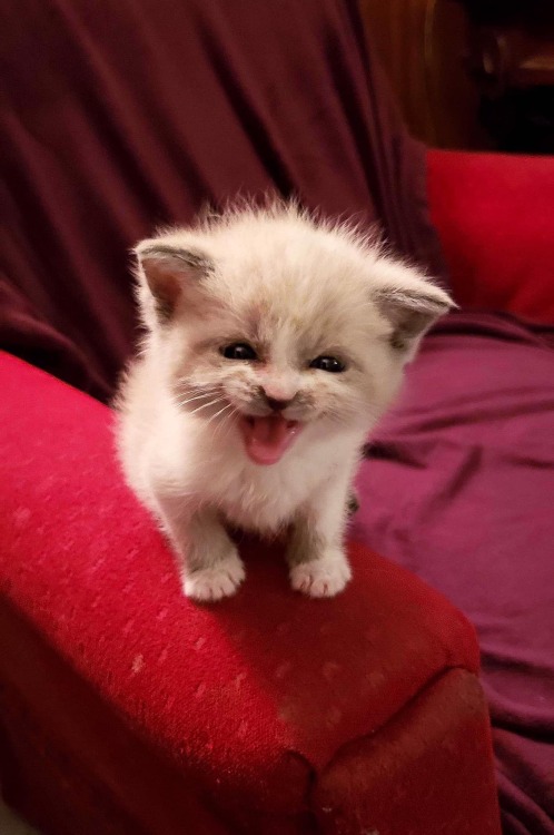 catsbeaversandducks: “Blossom smiling for the camera.”Photos/caption by Lauren Boutz