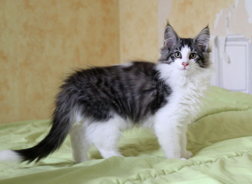 Jack Frost de Laïloken - 3 mois (by Lailoken Norwegian Forest Cats)