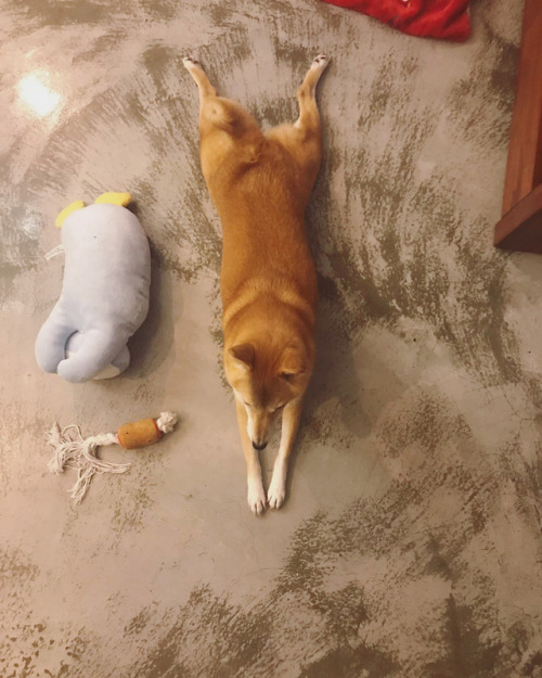 まあ、ほとんどこんな感じですねIt’s usually like this#柴 #柴犬 #赤柴 #shiba #shibaken #shibainu