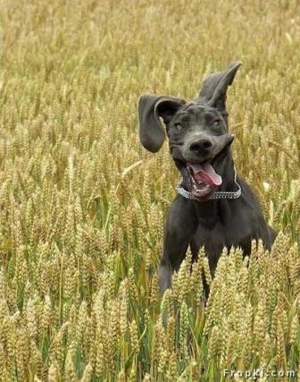 thecutestofthecute:  crowley-for-king:  flatsound:  i wanna feel how dogs feel when you let them go in a big field                               