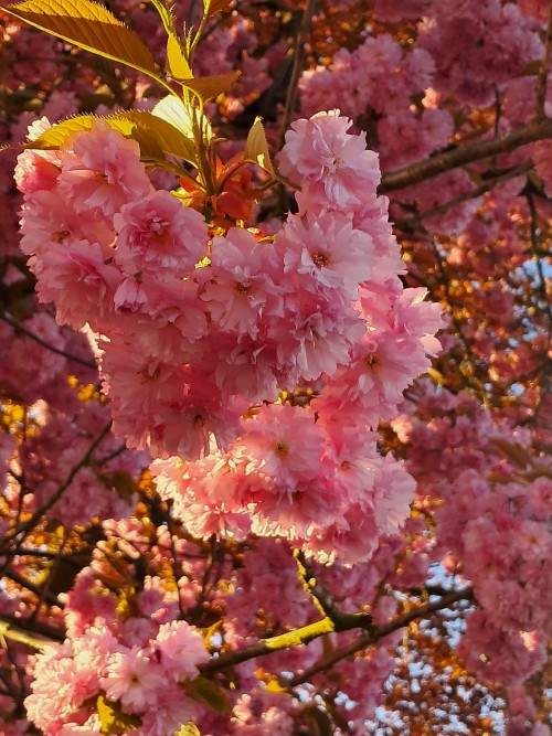 Here Are Some Cherry Blossom Pictures That I Took Last Week.