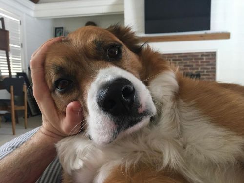 weheartchrisevans:chrisevans: Sometimes he uses my hand as a headrest knowing full well that I’ll st