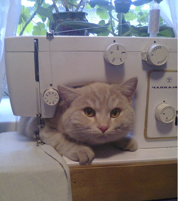 fantasticcatadventures:yes, I’m helping