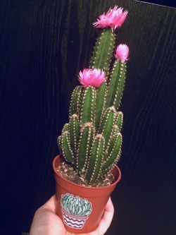 No omo,  But I’m drunk so what should I name this new cactus I bought??!🌵🌸