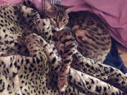 mialayla:  Camouflage