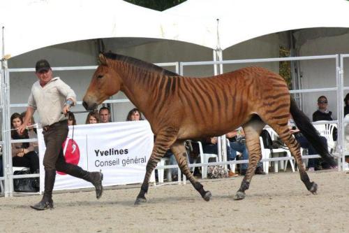 all-the-horses: Stormy Zorse, Mare Born 1997