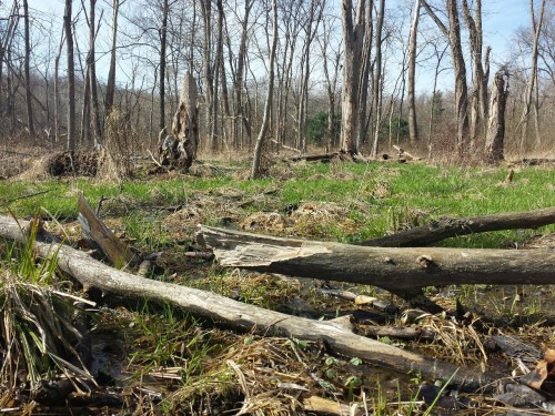pitchforking: The wetlands are coming back to life as spring finally gets a hold.