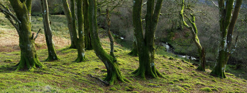 Beautiful beech plantation a little way up the valley.