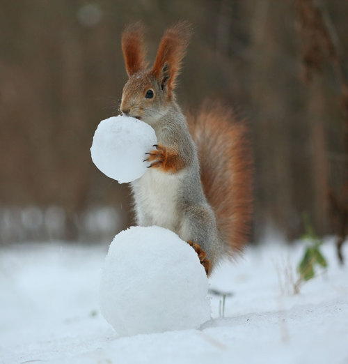 catsbeaversandducks:Russian Photographer Captures The Cutest Squirrel Photo Session EverPhotos by ©V