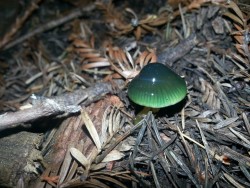 applesmasher420:  Hygrocybe psittacina I found at a party in the middle of the forest up on mt. Tamalpias Funny thing is the event was called jellyfish 3 and I thought this edible mushroom totally resembeled a jellyfish! 