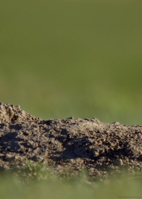 headlikeanorange:  Prairie dog (North America - Discovery Channel) 