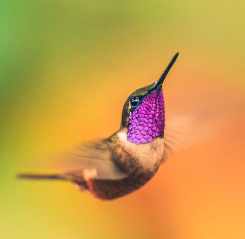 ourwayswillchange:20 Vivid Hummingbird Close-ups Reveal Their Incredible BeautyTiny jewels!