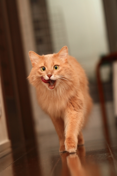 catsbeaversandducks:  Mocha is quite possibly the most photogenic cat ever. Photos by ©kawauso-papa 