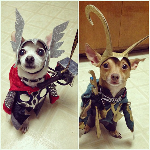 tastefullyoffensive:  Best Pet Costumes of Halloween 2013 (Part 3)Previously: Part 2, Part 1, Best Adult Costumes, Best Kid Costumes   That pulp fiction one! Its awesome