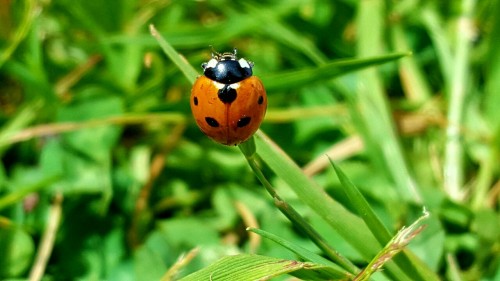 Une Coccinelle Porte Bonheur