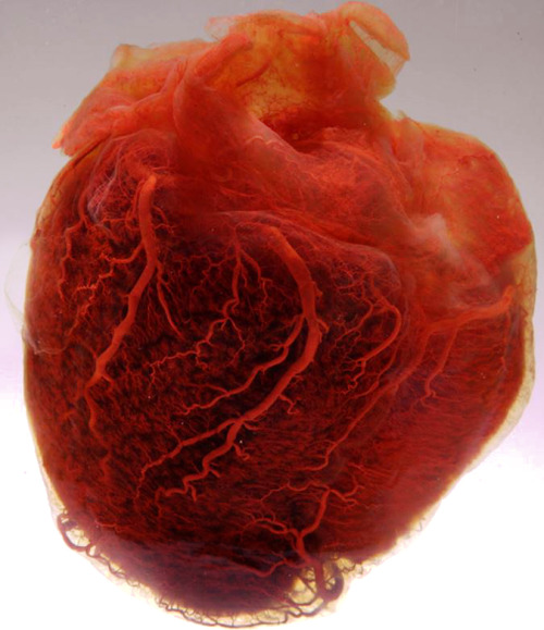 corporisfabrica: A human heart stripped of muscle, fat and connective tissues. Left behind, the comp