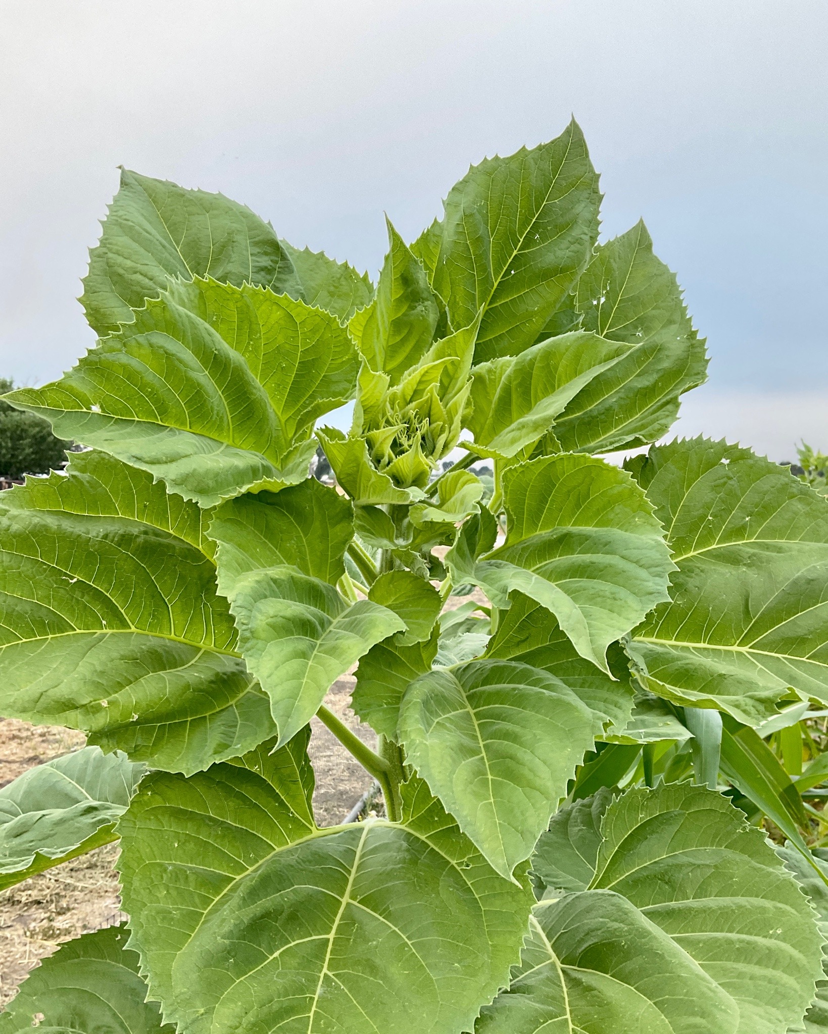 The top portion of a very tall sunflower, at the tip of which the bud of a flowerhead is just starting to be discernable.
