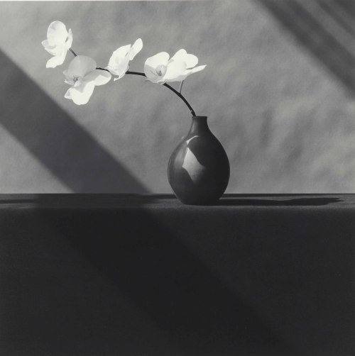 Orchids, 1982. ROBERT MAPPLETHORPE (1946-1989). Gelatin silver