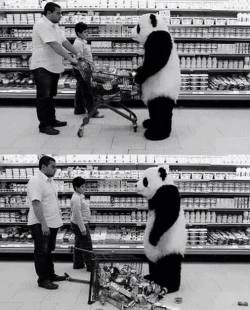 Nunca le digas no al panda…