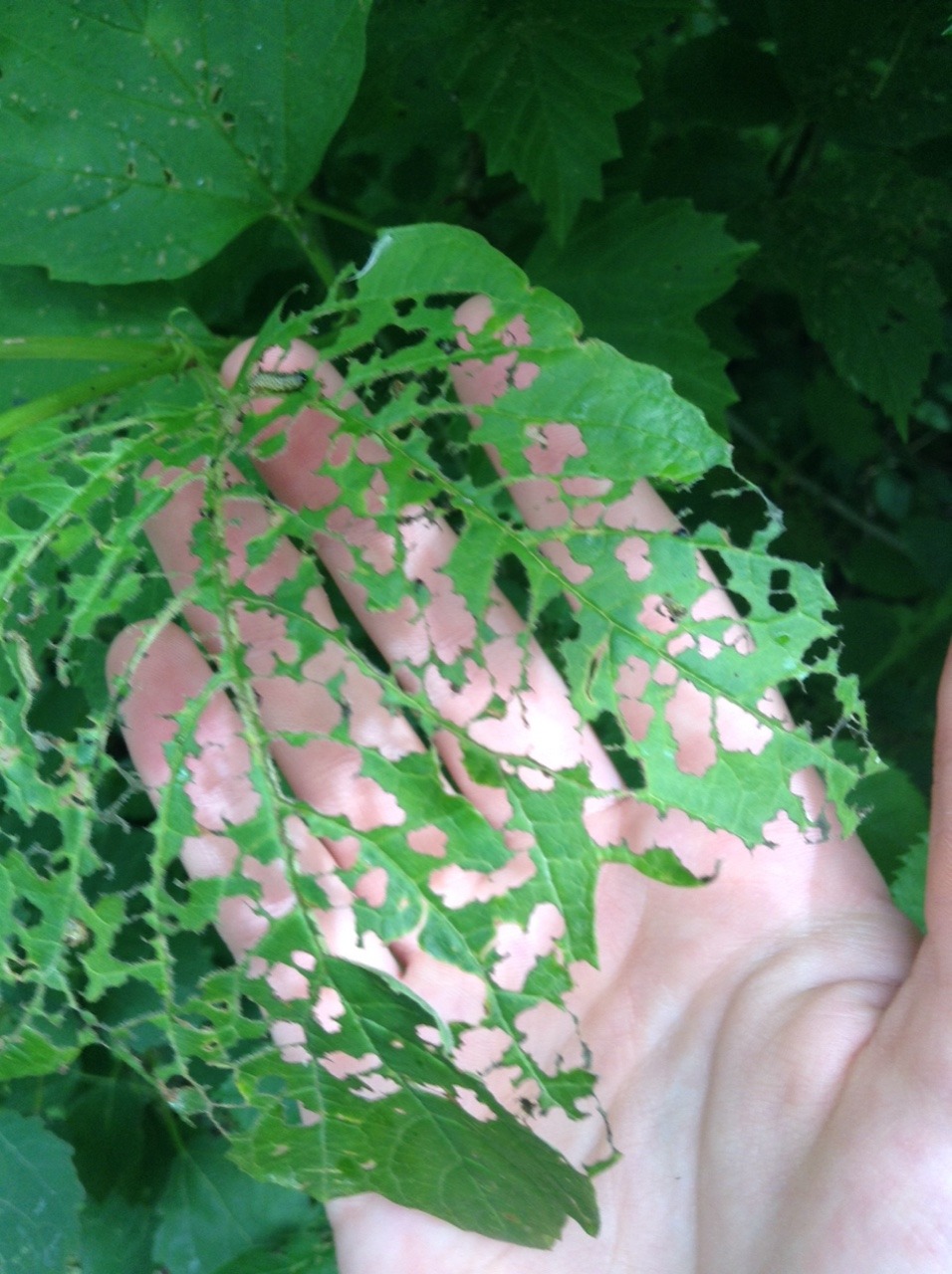 peace-love-and-paper-planes:  a caterpillar feast 
