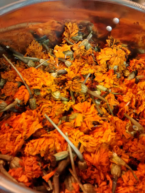 Some snaps of the process of getting plants to give colors to our yarns.  It is never fast, but it i