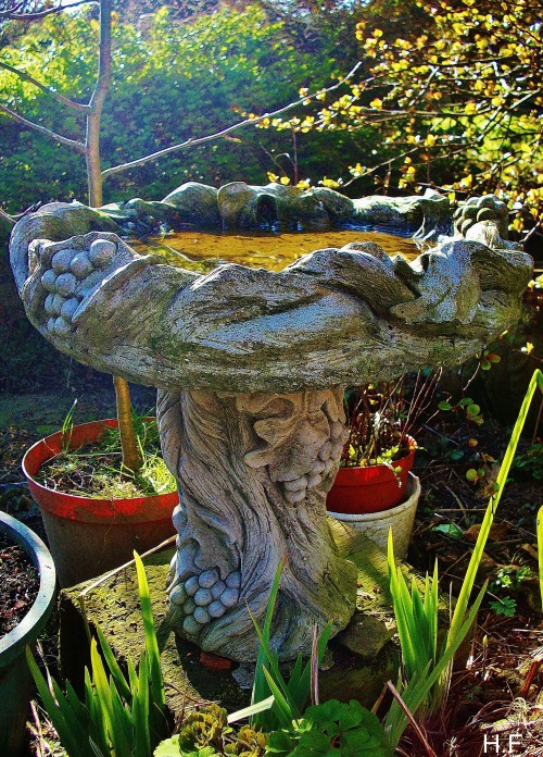 Carved Stone Birdbath In My Garden.