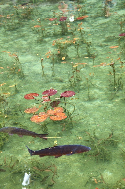 Yuunasara aka Sarayuna - Nameless Pond 名もなき池 aka Monet’s Pond located in Gifu Prefecture, Seki City,