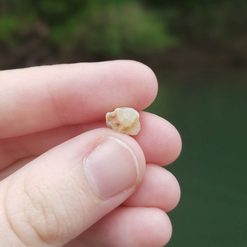 muddyandfoxgloved:Lately I’ve been spending a lot of time picking out stones by a nearby creek. Here