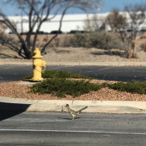 Wow, did you really need to take up that whole parking spot, for one little roadrunner!?