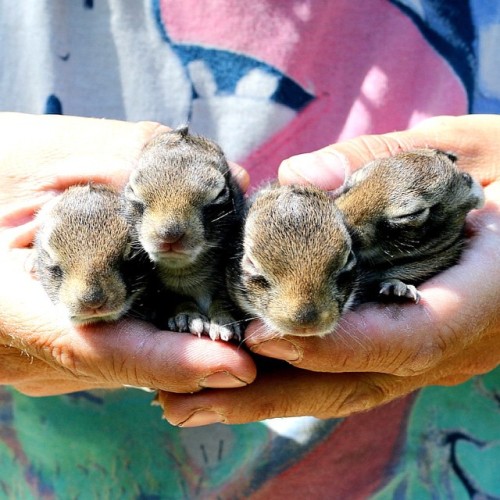 highcarbhannah:  Baby bunnies out at @mybodyzen and @laughtropolis house in Ontario! They were so cute ! Had such an amazing time hanging out with you guys 