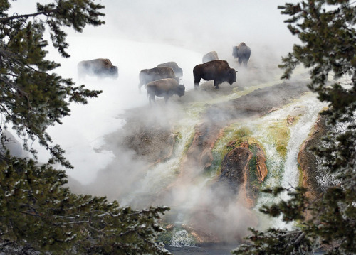 chillypepperhothothot: Yellowstone by SheltieBoy on Flickr.