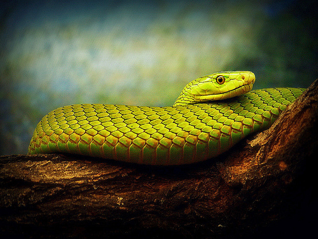 libutron:
“Western Green Mamba - Dendroaspis viridis
Would you think that this beautiful snake can be fatal?, well the fact is that it is a highly venomous snake. The bite of the Western Green Mamba, Dendroaspis viridis (Elapidae), can be rapidly...