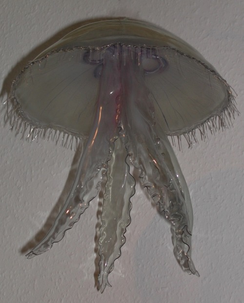 Model of Common Jellfish (Aurelia aurita ) By D.Frampton 2007 for the Orkney Museum  