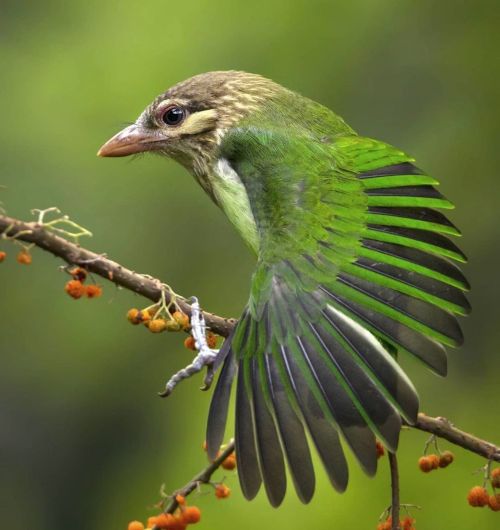 birdblues: White-cheeked Barbet