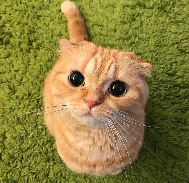 pt-intraining:  babyanimalgifs:  more animal posts?  @pisssyprincesss Elliot