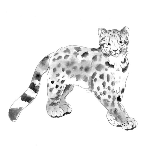 #11 Snow leopard