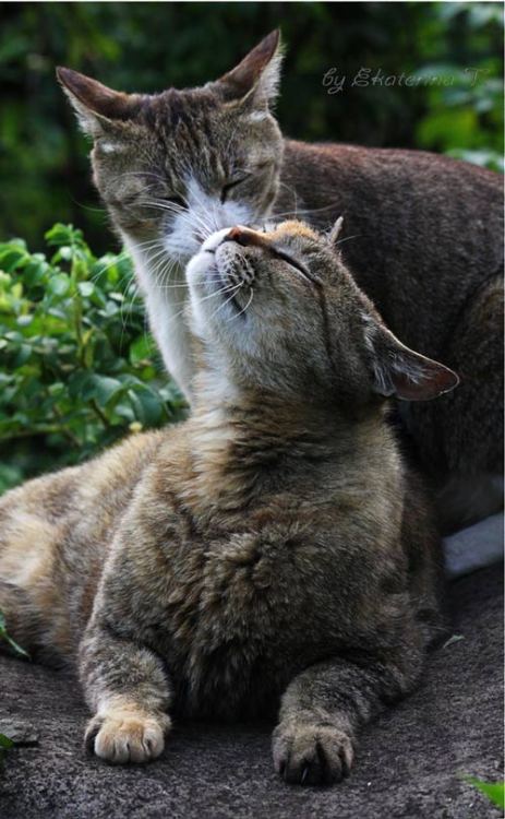 back2good76: de-lila-a-medio-dia: ♥ More cats in love. ♥ True love… purrrs!!!!