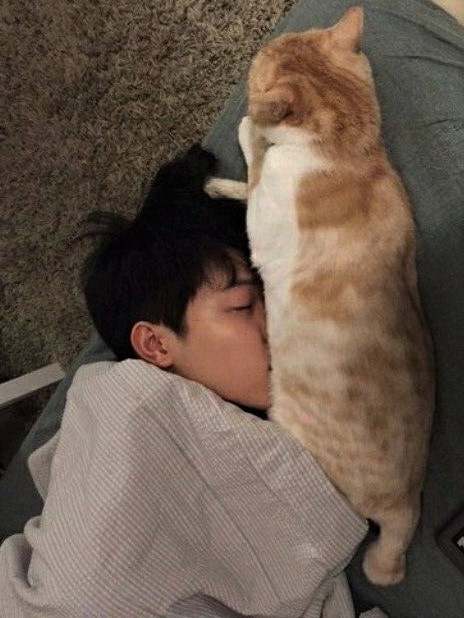 CATS SECRETLY HATE HUMANS BUT OPENLY LOVE JIMIN AND JIMIN ALONE!