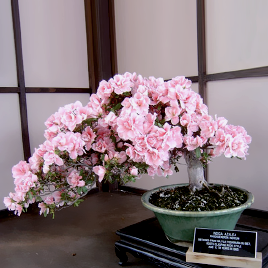 sakura seed ♡ bonsai seed || discount code:  tumblr-Feb04  ♡ $60 off for new users ♡