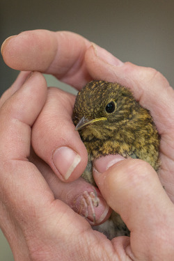 funnywildlife:  Fledgling Robin by Hector16