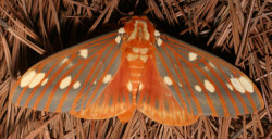 cool-critters:  Regal moth (Citheronia regalis)