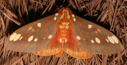 cool-critters:  Regal moth (Citheronia regalis) The regal moth is a North American moth in the saturniidae family. The caterpillars are called hickory horned devils. The adult has a wingspan of 9.5-15.5 cm. The adult moth is the largest moth by mass