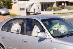 okagami:  “Get in nerd, we’re going to do dog things” 