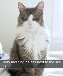 Cat snaps