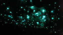 thekhooll:  Glowworm The Waitomo Glowworm