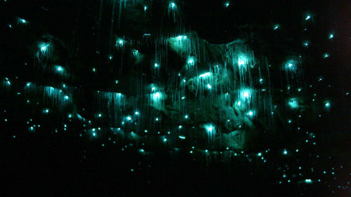 kiwiggle:  gaksdesigns:  Waitomo Glowworm Caves, New Zealand.  CAVE OF TWO LOVERS 