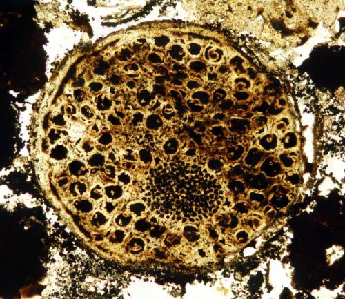 Complex multicellular organisms may have evolved earlier than we thoughtRecently, researchers in Chi